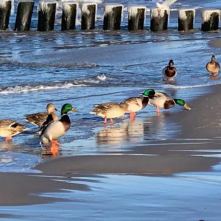 Dw California לינה וארוחת בוקר רבאל