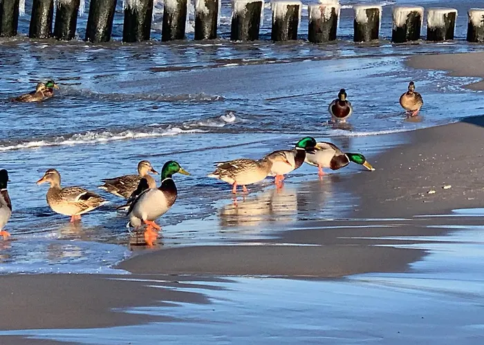 Dw California Panzió Rewal